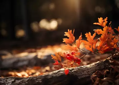 Herbst © Pixabay / mrbitnbyte