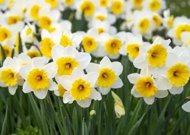 Frühlingsblumen im Kufsteiner Stadtbild zur Osterzeit