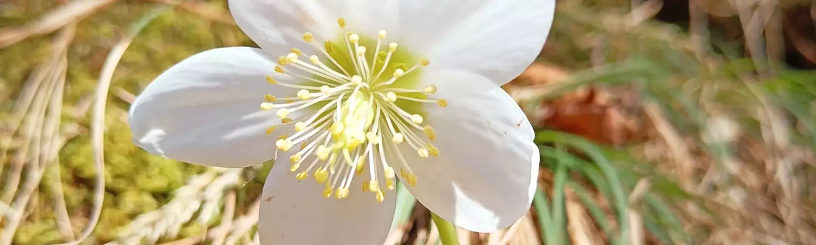 Schneerose im Frühling entlang eines Wanderwegs in Kufstein