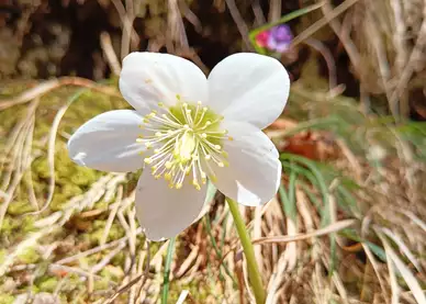 Schneerose im Frühling entlang eines Wanderwegs in Kufstein