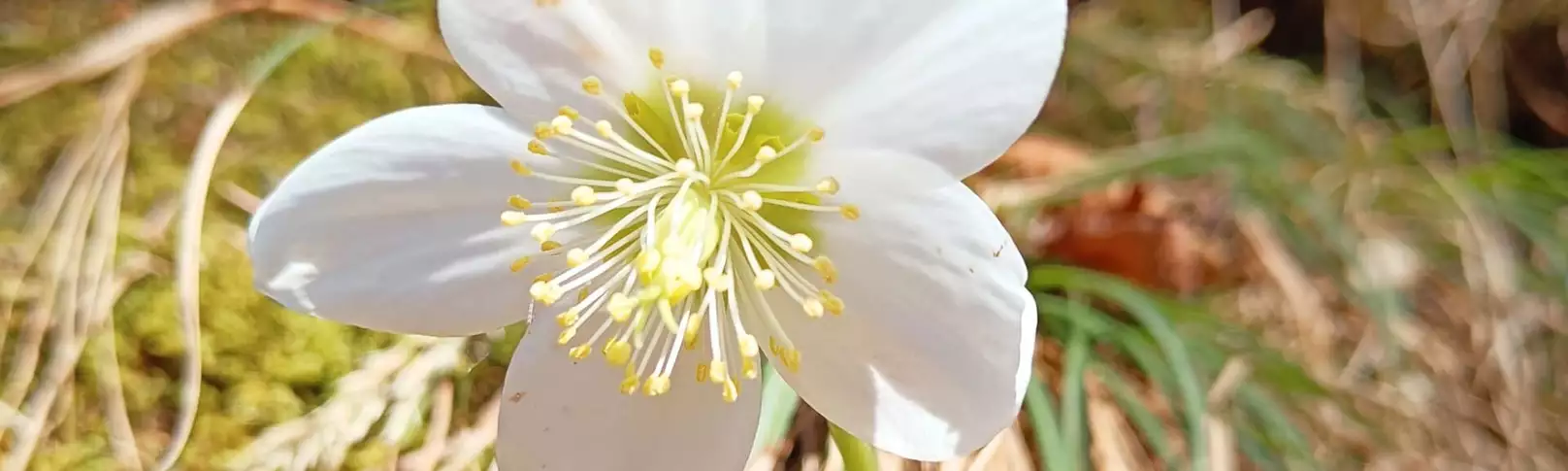 Schneerose im Frühling entlang eines Wanderwegs in Kufstein