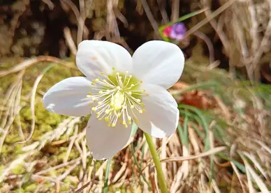 Schneerose im Frühling entlang eines Wanderwegs in Kufstein